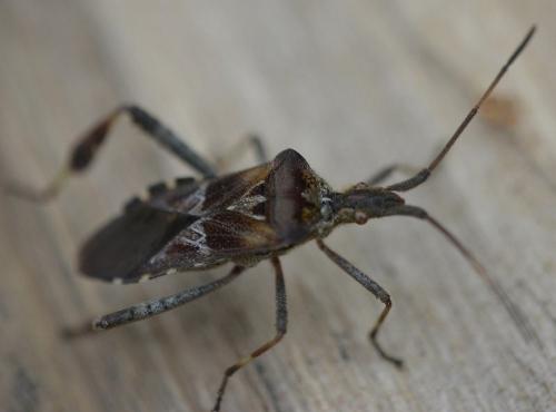 Leptoglossus occidentalis